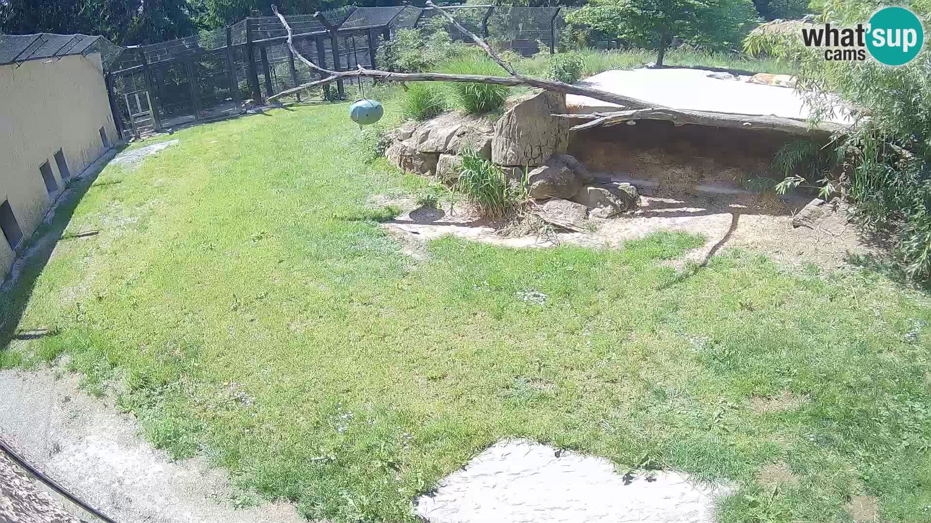 Webcam preview