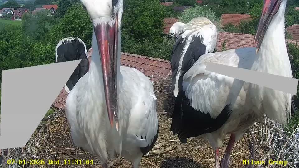 Berze Dumbrăvioara