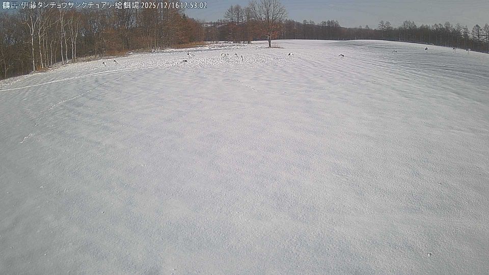Tsuruihigashi 5-chome: Tsurui, feeding plot of Japanese crane