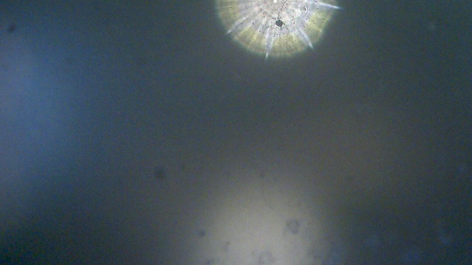 Вязовская волость