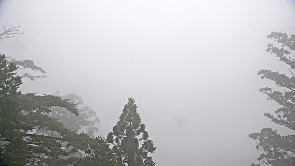 Yakushima: Kagoshima Yaku Island