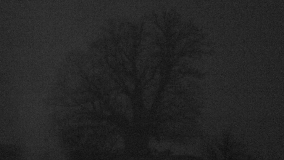 Bozberg: Buntacher: Linn - Schweiz: Die Linde von Linn (Linner Linde)