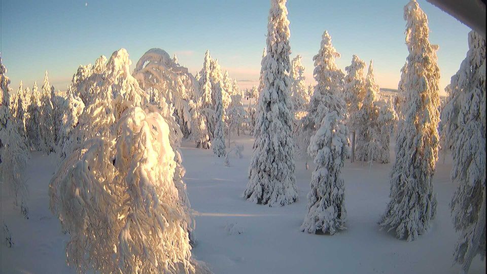 Ruka › East: Northern Ostrobothnia, Finland: forest, trees