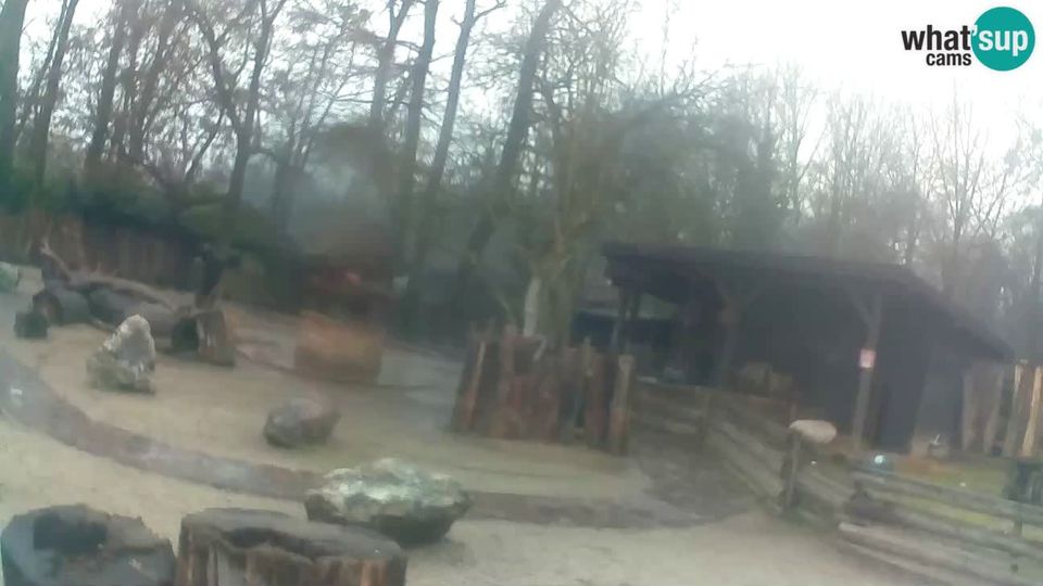 Zagreb: Zoo - Brown Capuchin