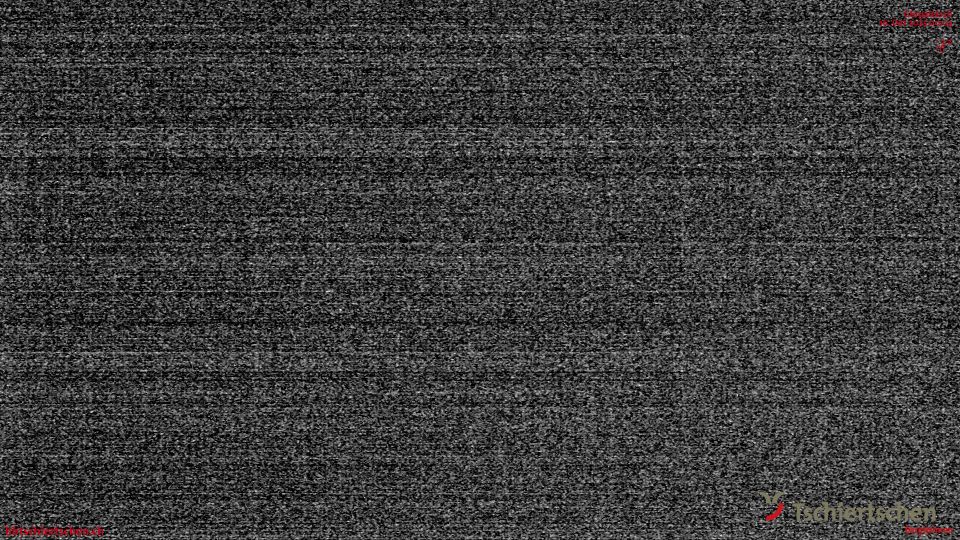 Tschiertschen: Alp Farur Richtung Gürgaletsch (2450 m.ü.M)