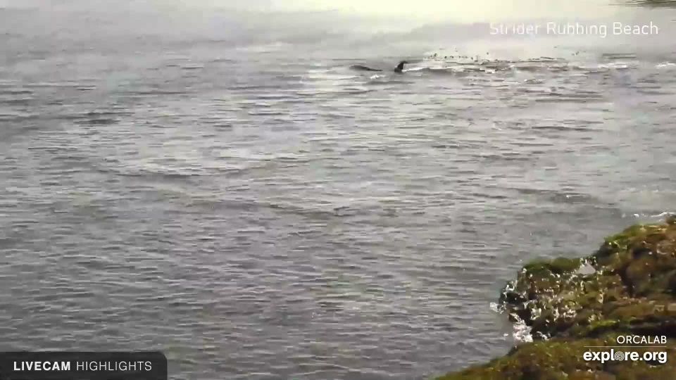 Alert Bay: Blackfish Sound