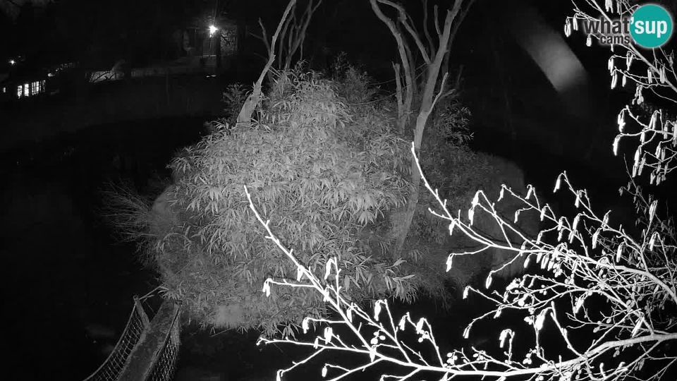 Ljubljana: Brdo: Yellow-cheeked gibbon Zoo Ljubljana livecam