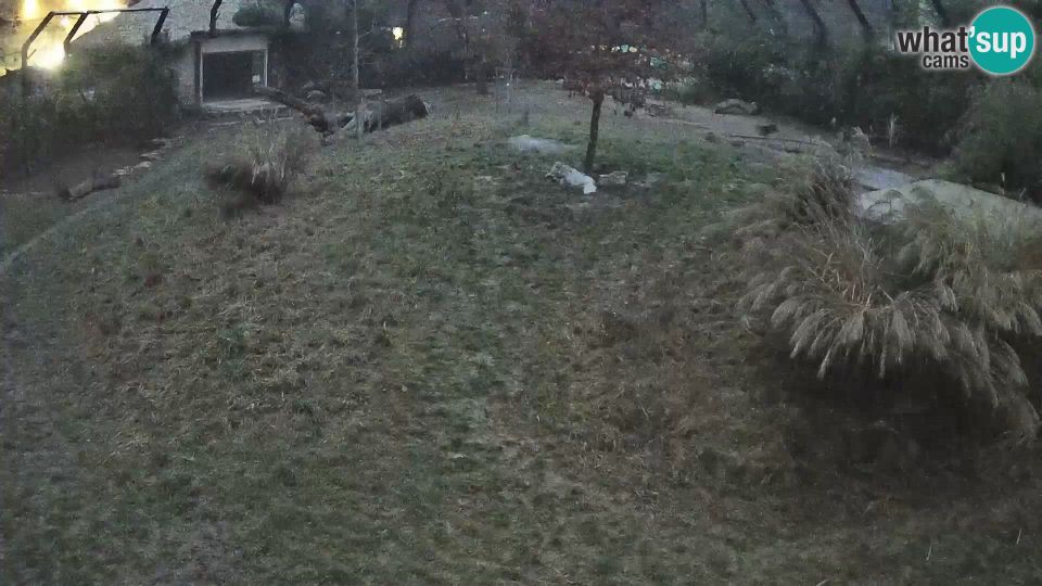 Ljubljana: Brdo: Live Ljubljana Zoo webcam Lion