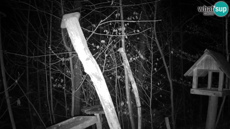 Ljubljana: Rozna dolina: Bird feeders at ZOO Ljubljana webcam