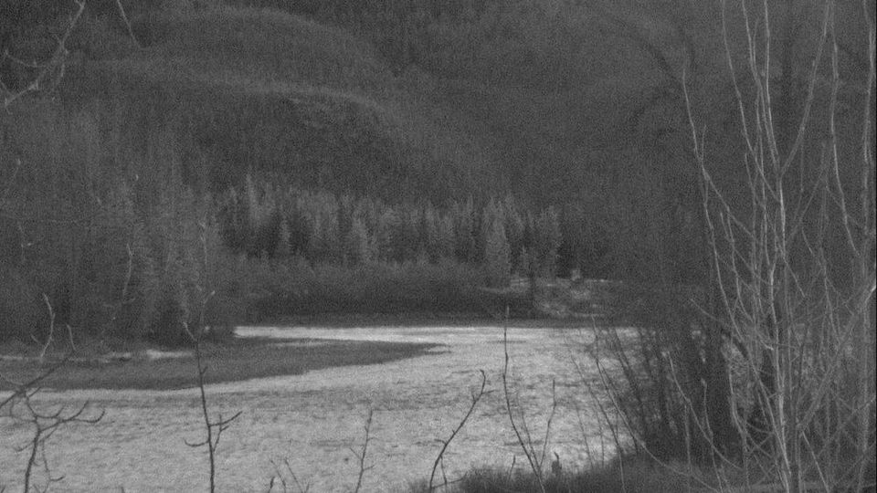 Musk Ox: Sterling Highway