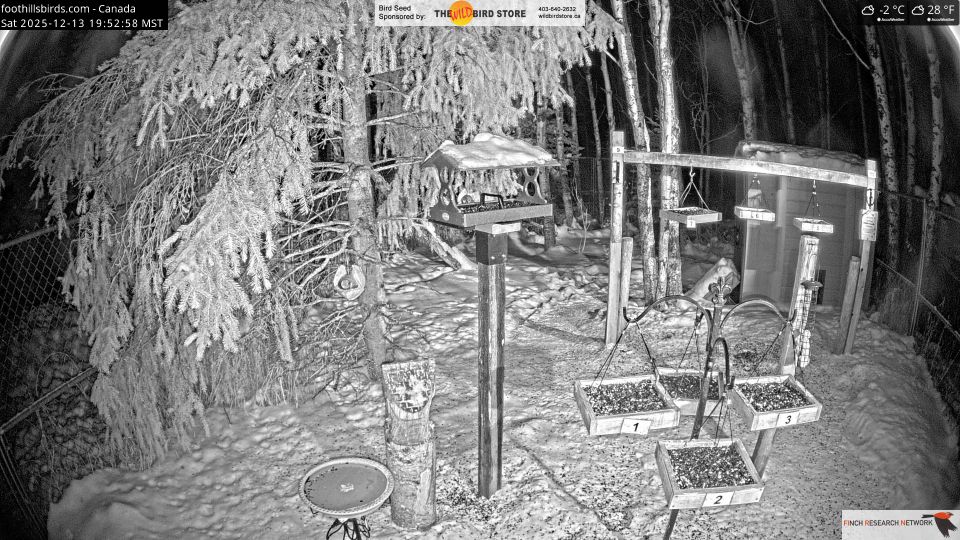 Black Diamond › West: Foothills Birds - Live BirdCam [50+ Species