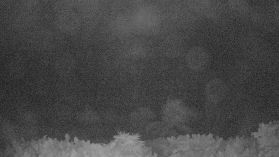 Providenciales › South-east: Villa Esencia Beach