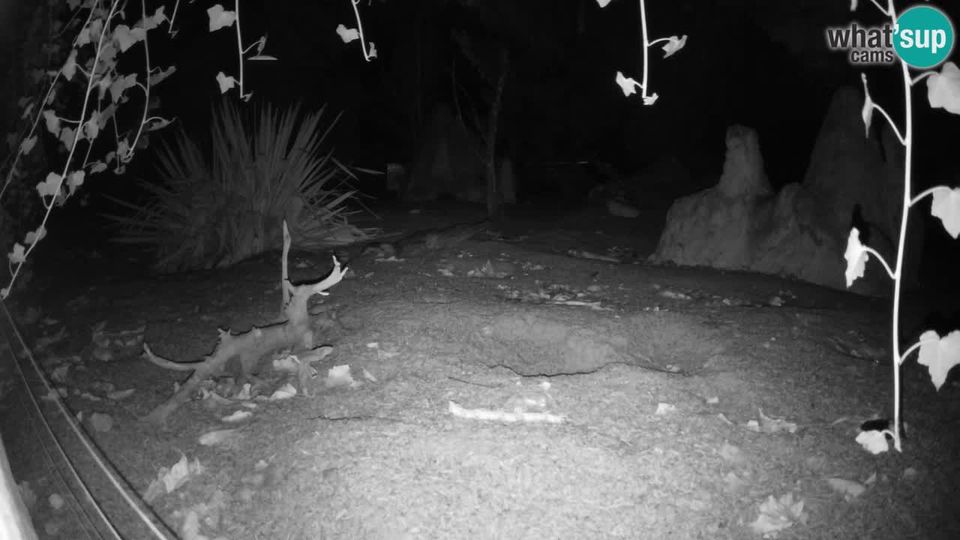 Ljubljana: Brdo: Zoo Ljubljana - Meerkat (Suricata)