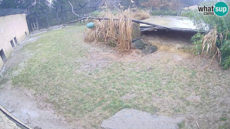 Ljubljana: Brdo: LION live Webcam in Ljubljana Zoo - Slovenia