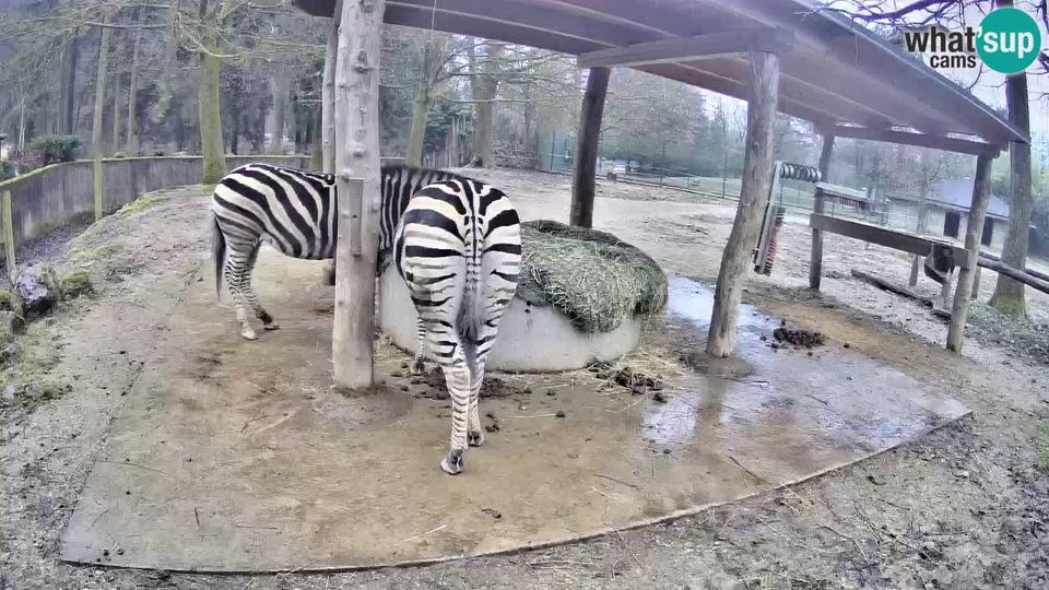 Ljubljana: Brdo: Live webcam Zebras in Ljubljana ZOO - Slovenia