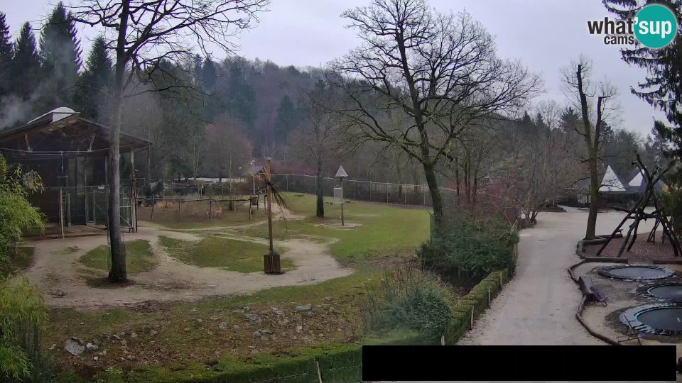 Ljubljana: Brdo: Webcam Zoo Ljubljana - Giraffes