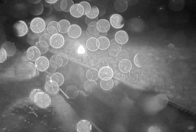 Gjesteland: Tengesdal