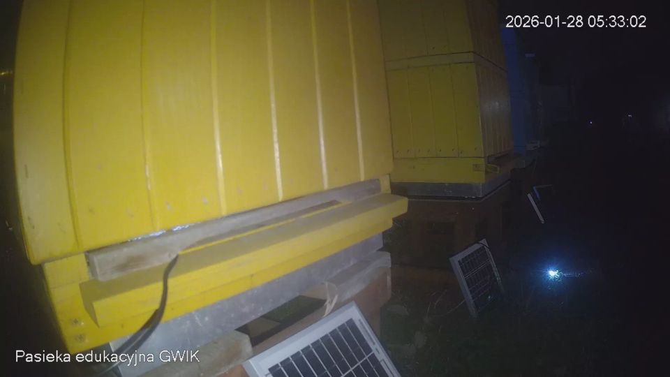 Glubczyce: Pasieka Edukacyjna GWIK - Pszczoły na żywo