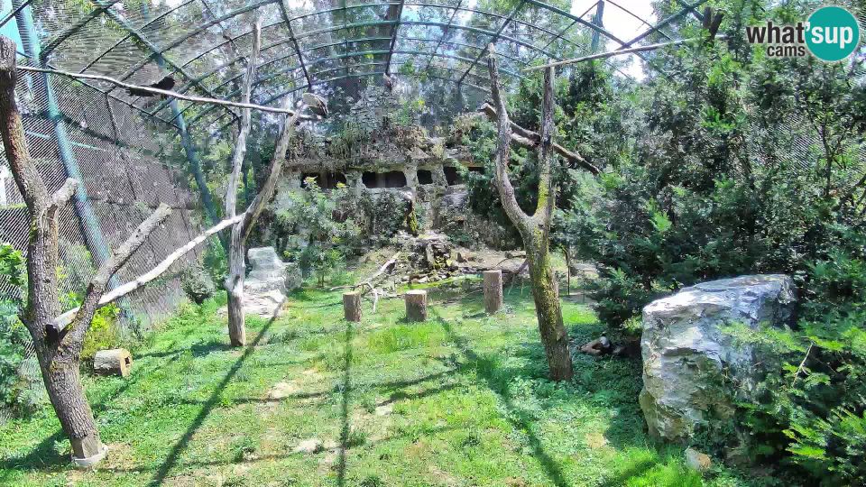Zagreb: Gyps Webcam - Zoo Live