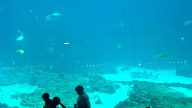 Atlanta: Georgia Aquarium
