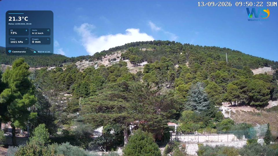 Cammarata