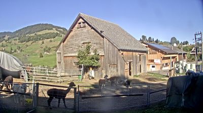 Nesslau: Stein: Toggenburg Alpakas