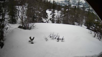 Flå: Damtjernhallin, Flå