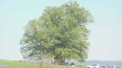 Bozberg: Buntacher: Linn - Schweiz: Die Linde von Linn (Linner Linde)
