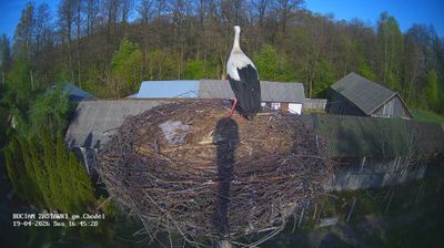 Zastawki: Storks, Chodel