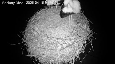 Live webcam in Wegleszyn, Polonia