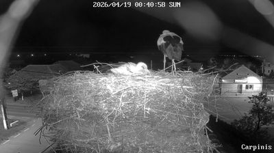 Carpinis › North: Cărpiniş - Timiş, Rumanía