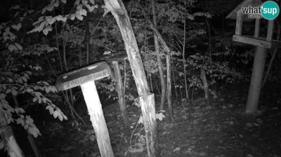 Webcam Ljubljana: Rozna dolina: Bird feeders at ZOO Ljubljana webcam