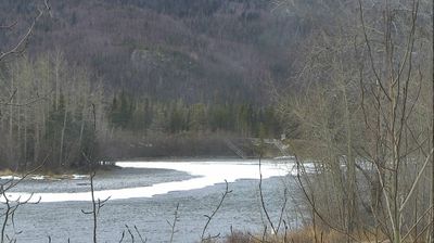Musk Ox: Sterling Highway