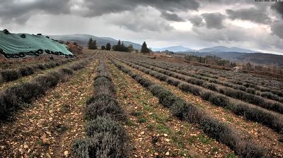 Sault: Aroma Plantes