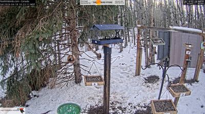 Black Diamond › Západ: Foothills Birds - Live BirdCam [50+ Species
