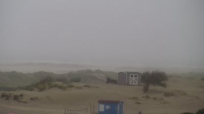 Borkum: Livespotting - Live vom Strand und der Seehundbank von