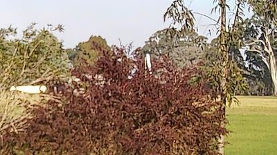 Live webcam in Hervey Bay, Australie