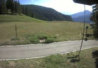 Chamois