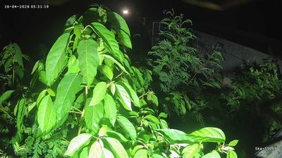 Live webcam in ท่ามะเดื่อ, ประเทศไทย