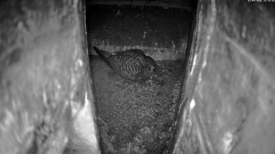 Live webcam in El Havre, Francia