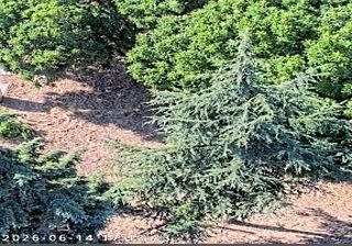 Live webcam in Concord, Amerikai Egyesült Államok