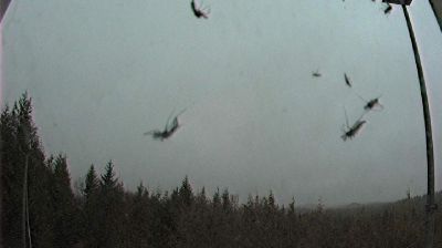 Live webcam in Area G, Canadà