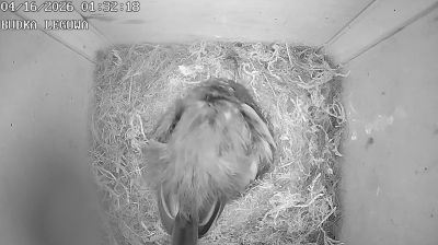 Live webcam in Piaski, Polska