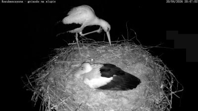 Live webcam in Kozubszczyzna, Polònia