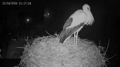 Live webcam in Kozubszczyzna, Polònia