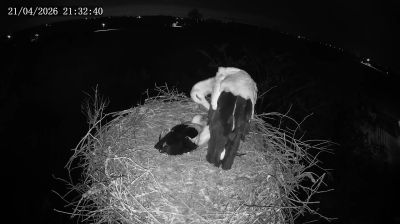 Live webcam in Pasieka, Polònia