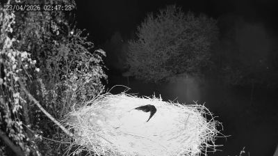 Live webcam in Kozubszczyzna, Пољска