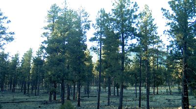 Live webcam in Flagstaff, ایالات متحده آمریکا