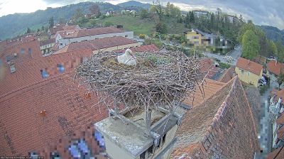 Frohnleiten: Storchencam