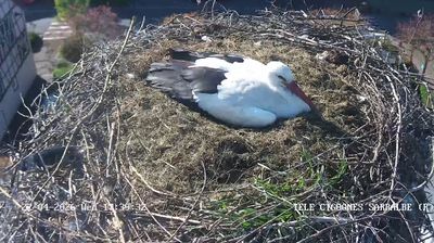 Live webcam in Sarralbe, França